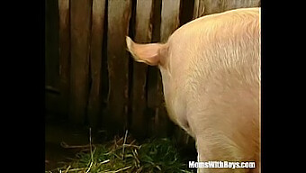 Mature Farm Girl With Unshaven Pussy Gets Fucked In The Barn